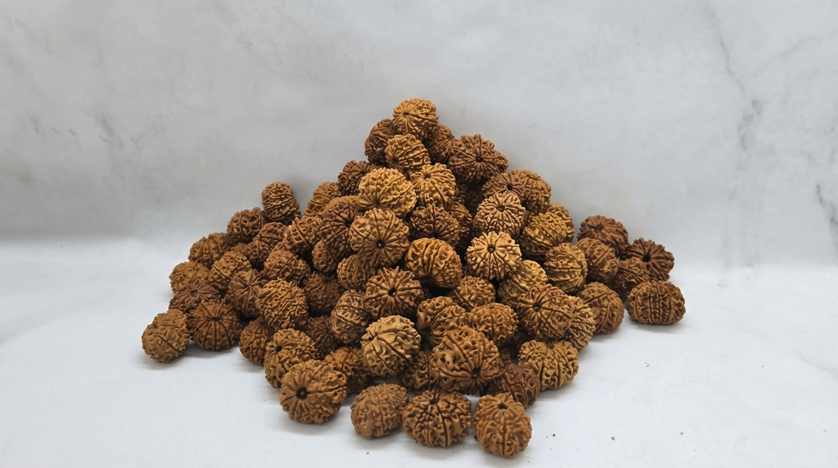 Buy Authentic Higher Mukhi Rudraksha Online in India