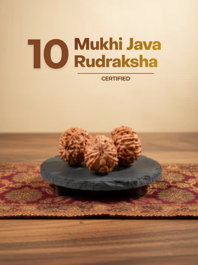 10 Mukhi Java Rudraksha - ManiMonk