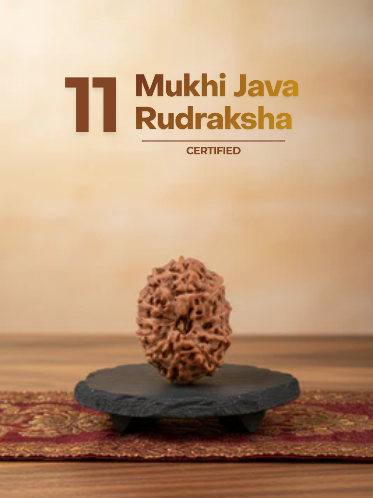 11 Mukhi Java Rudraksha - ManiMonk