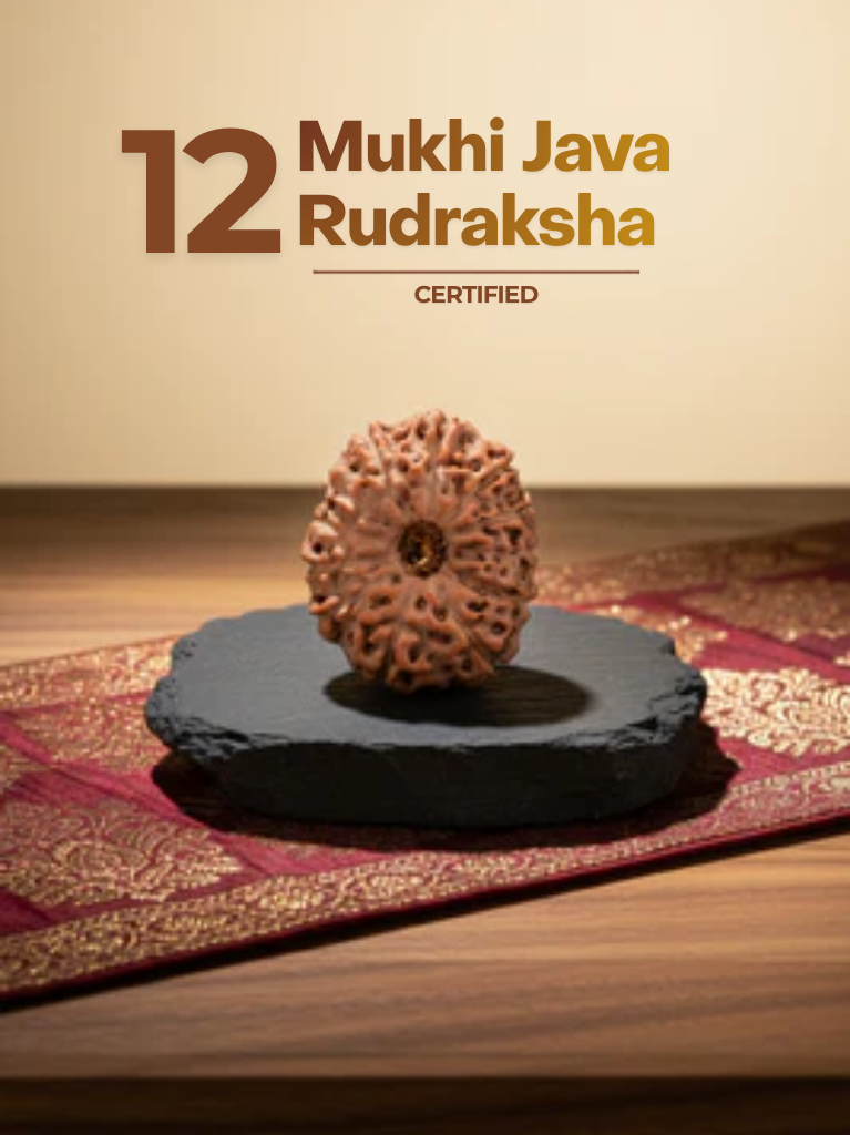 12 Mukhi Java Indonesia - ManiMonk