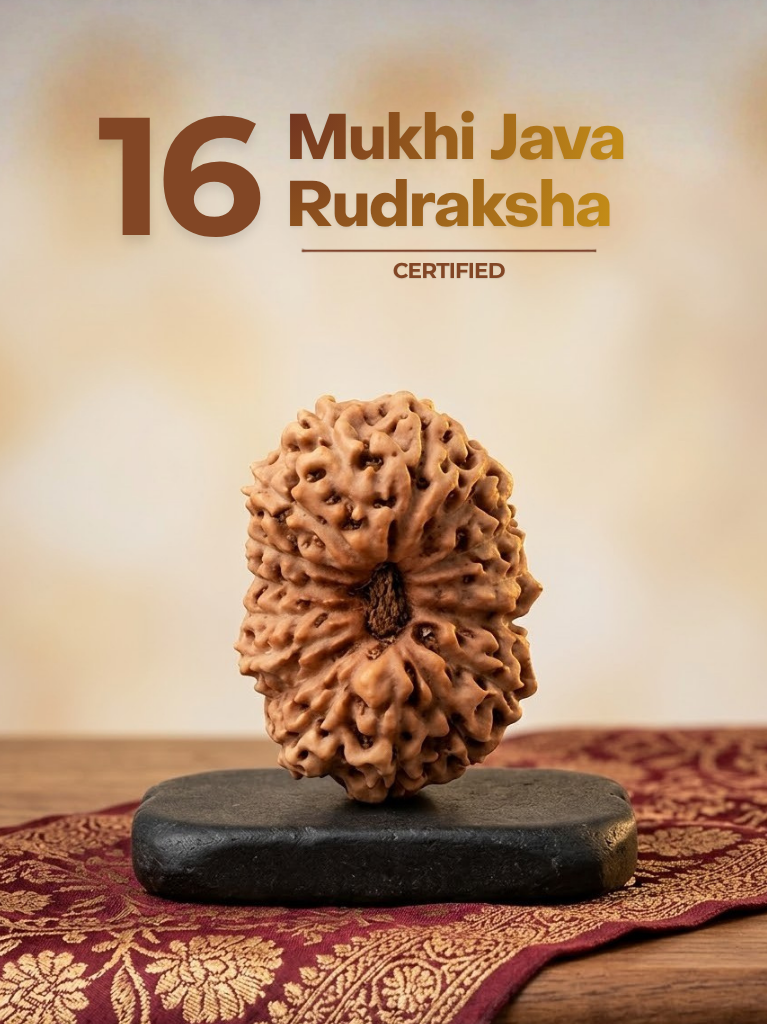 16 Mukhi Java - ManiMonk