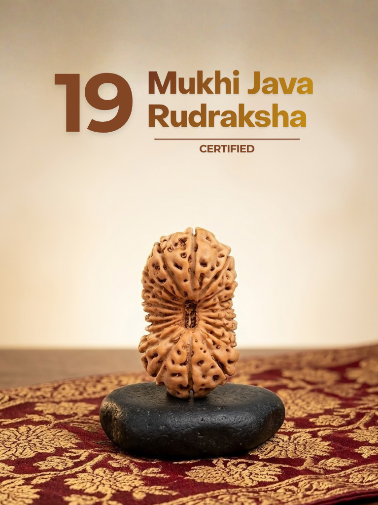 19 Mukhi Java - ManiMonk