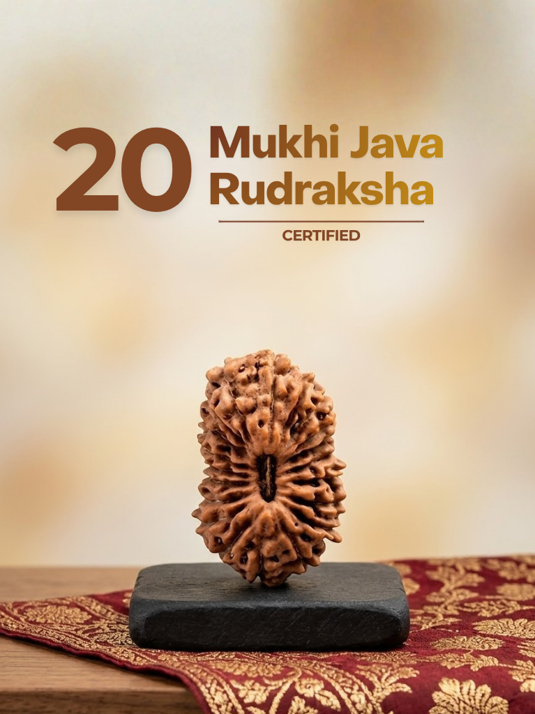 20 Mukhi Java - ManiMonk