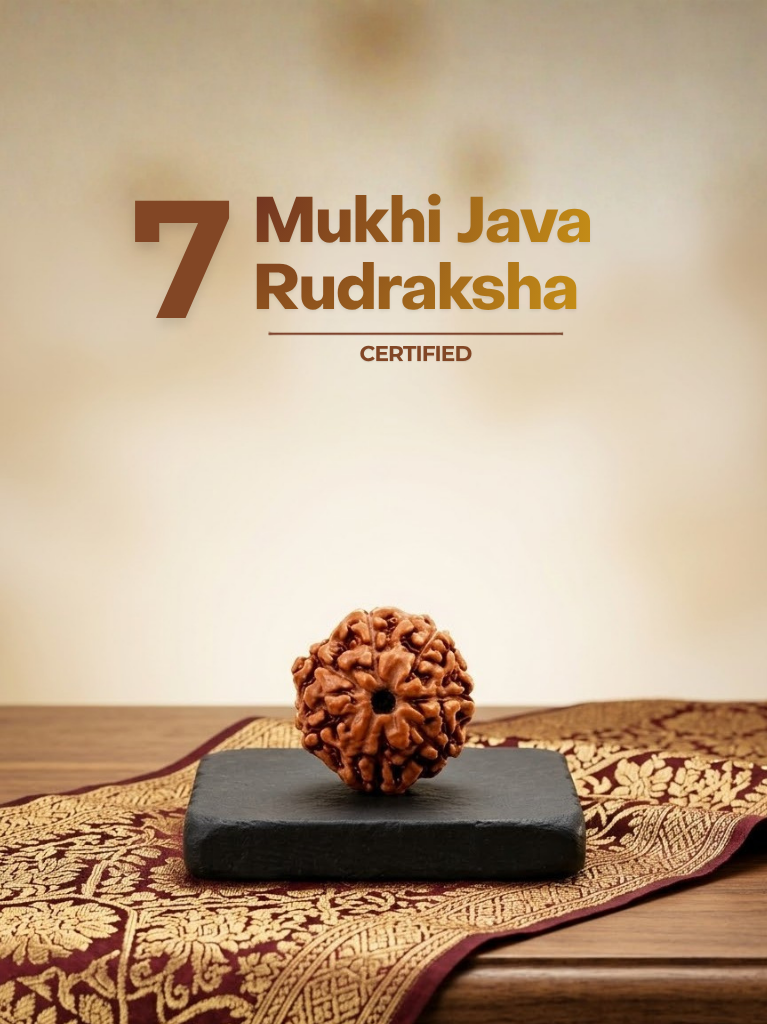 7 Mukhi Java Rudraksha - ManiMonk