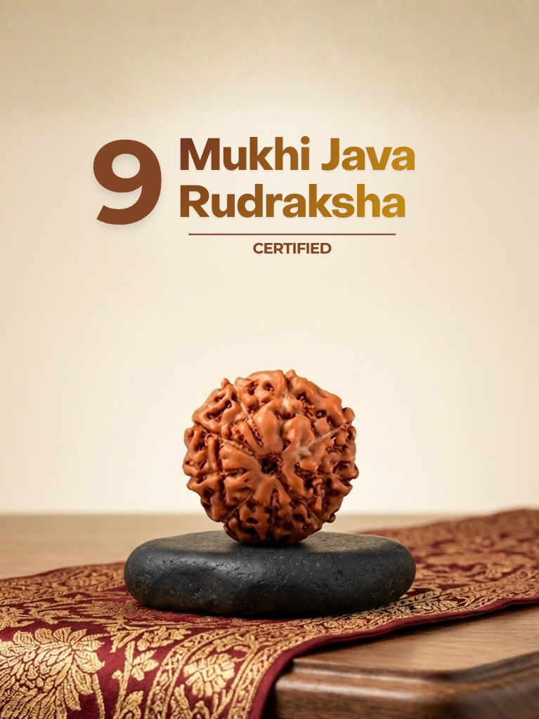 9 Mukhi Java Rudraksha - ManiMonk