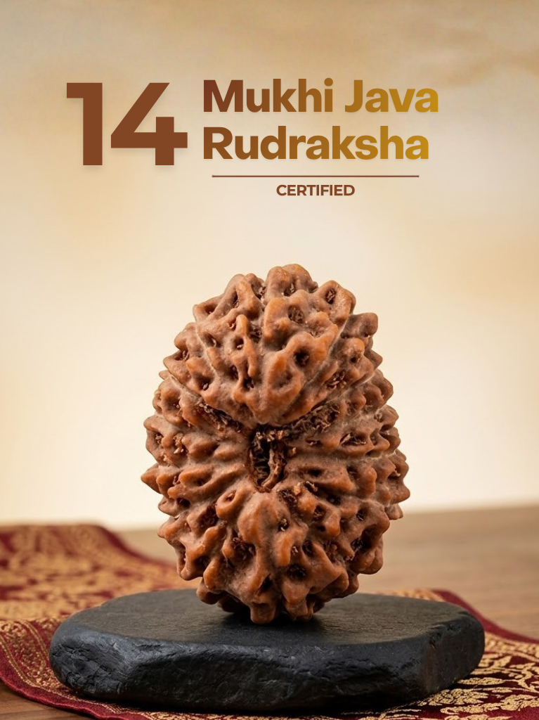 14 Mukhi Java Indonesia - ManiMonk