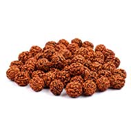 Five Mukhi Loose Beads from Java (18 mm)-250 Beads