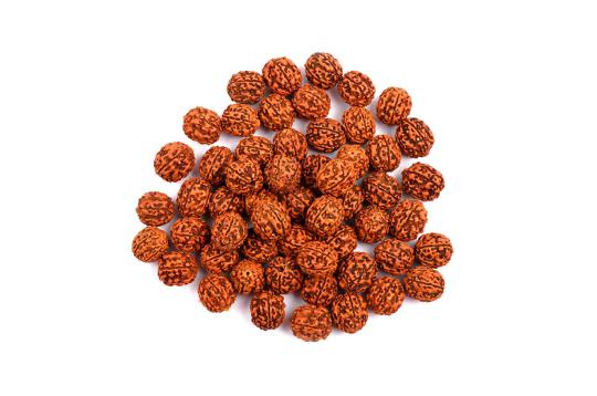 Five Mukhi Loose Beads from Java (18 mm)-250 Beads