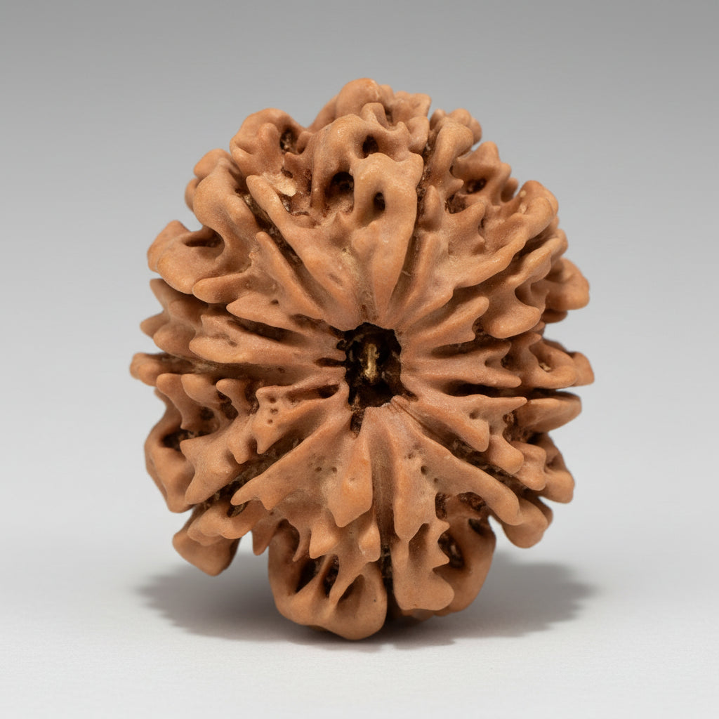 10 Mukhi from Nepal