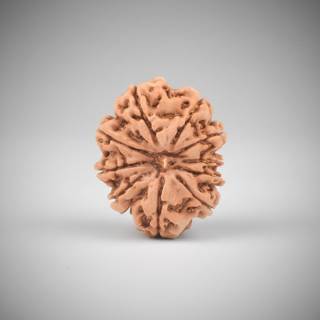 10 Mukhi from Nepal Large