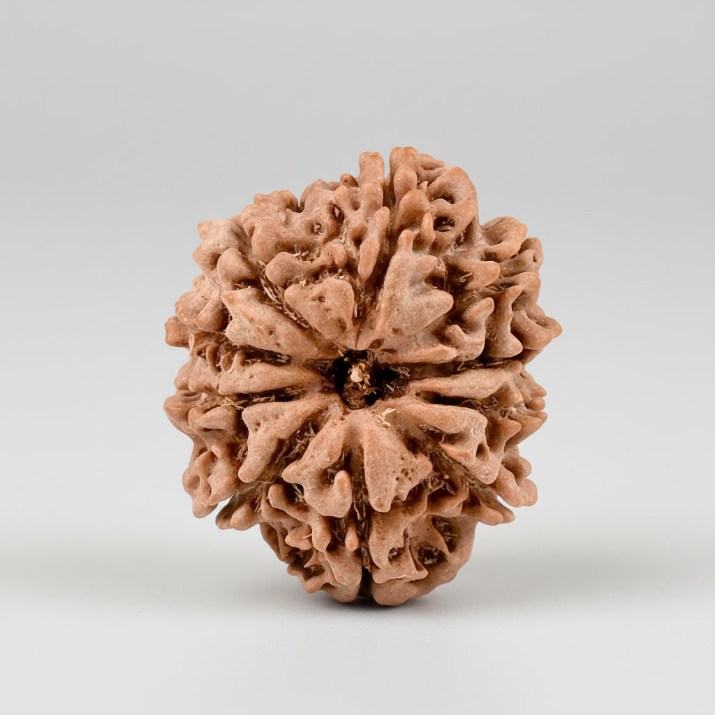 10 Mukhi from Nepal Small