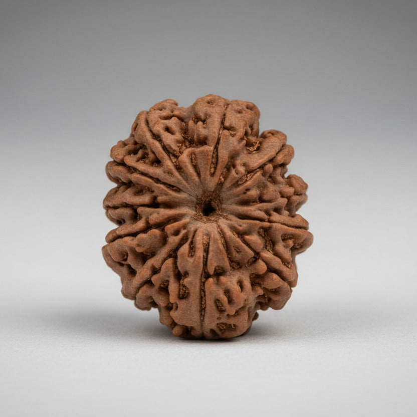 11 Mukhi from Nepal Large