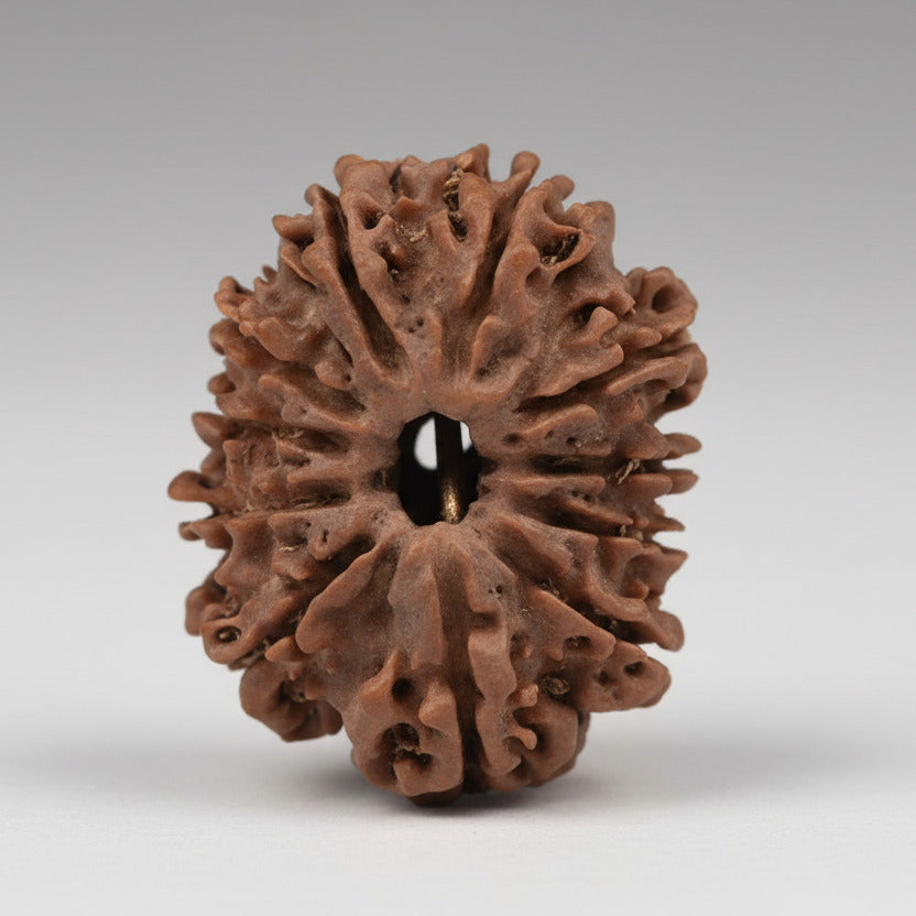 11 Mukhi from Nepal Small
