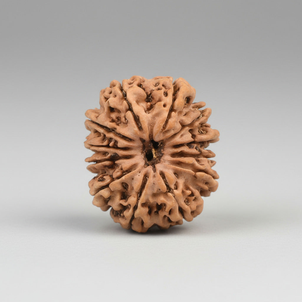 12 Mukhi from Nepal
