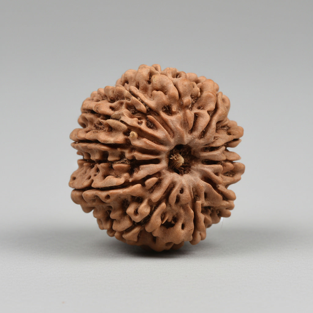 12 Mukhi from Nepal Large