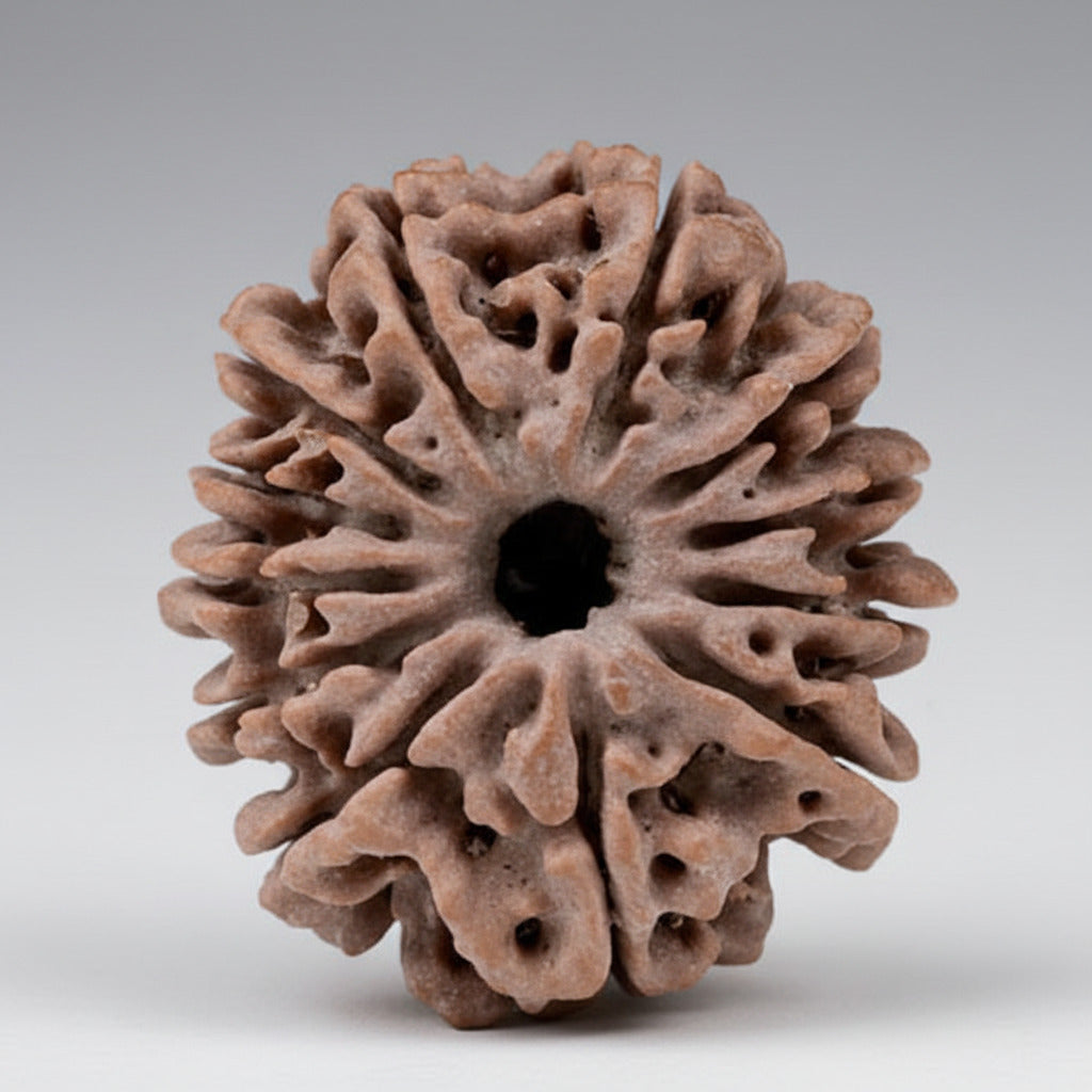 12 Mukhi from Nepal Small