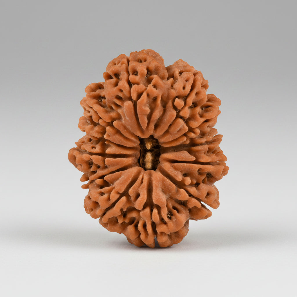 Super Collector 12 Mukhi from Nepal