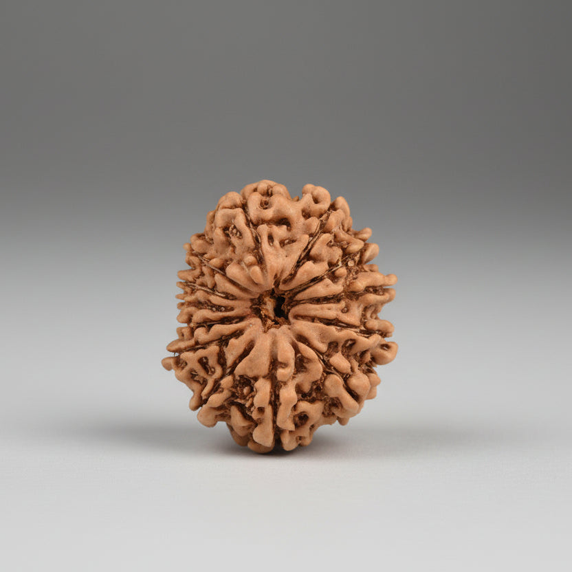 13 Mukhi from Nepal