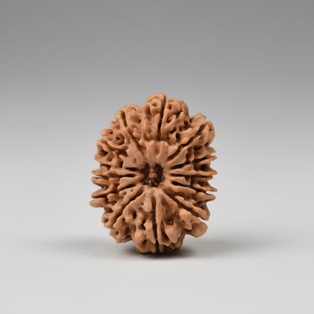 13 Mukhi from Nepal Large