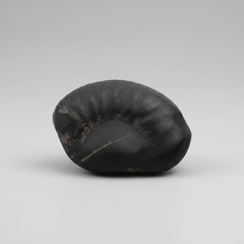 Janeudhari Vaman Shaligram Shila - I
