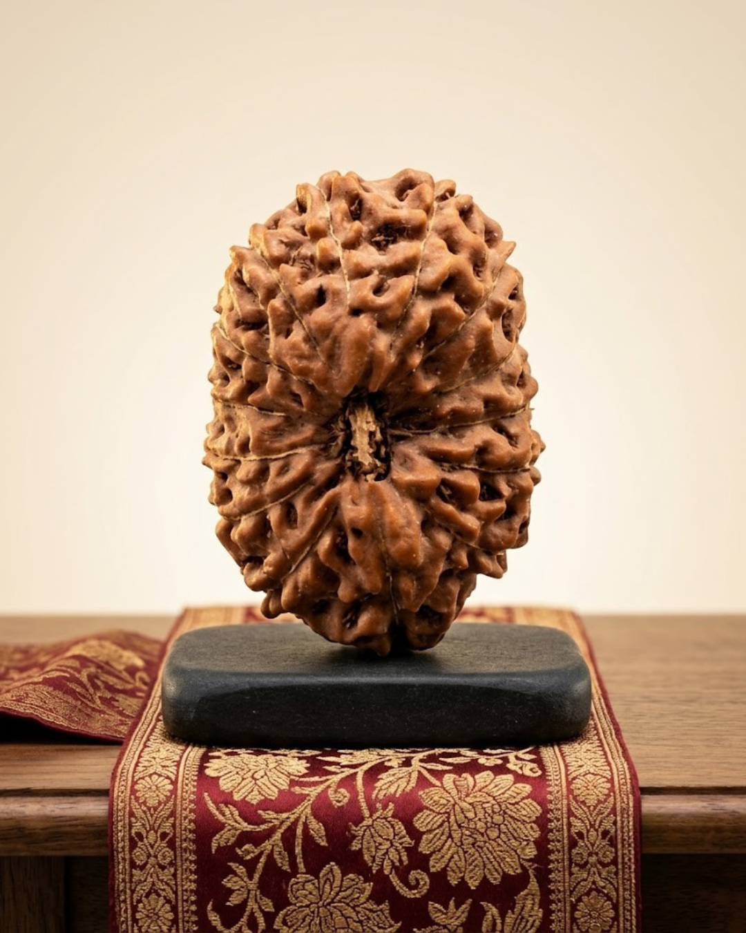 14 Mukhi Rudraksha Java Indonesian 14mm Small | Certified - ManiMonk
