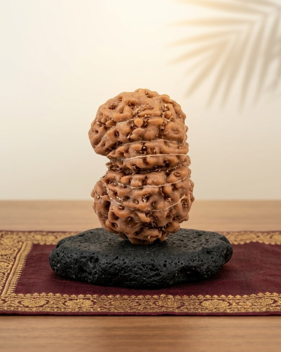 14 Mukhi Rudraksha Java Indonesian 16mm Small Certified - ManiMonk