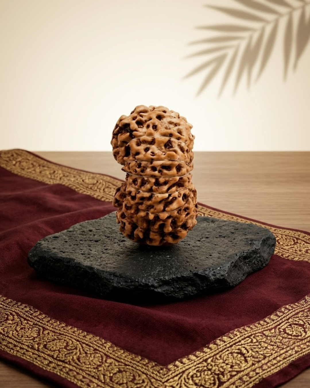 14 Mukhi Rudraksha Java Indonesian 19mm Large Certified - ManiMonk
