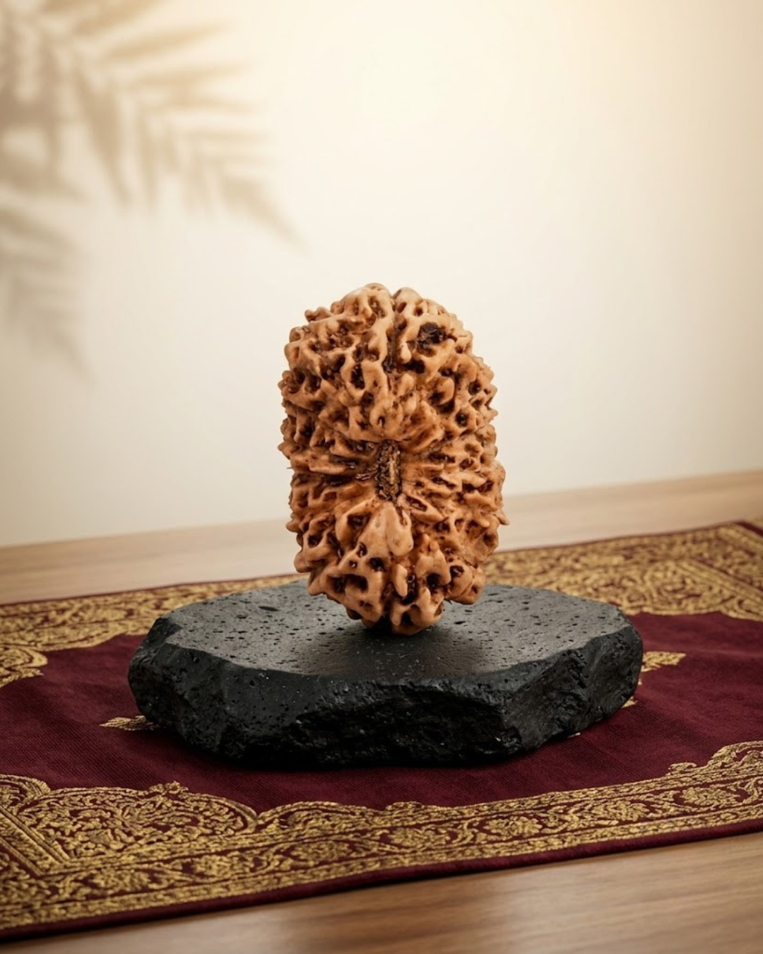 14 Mukhi Rudraksha Java Indonesian 19mm Large Certified - ManiMonk