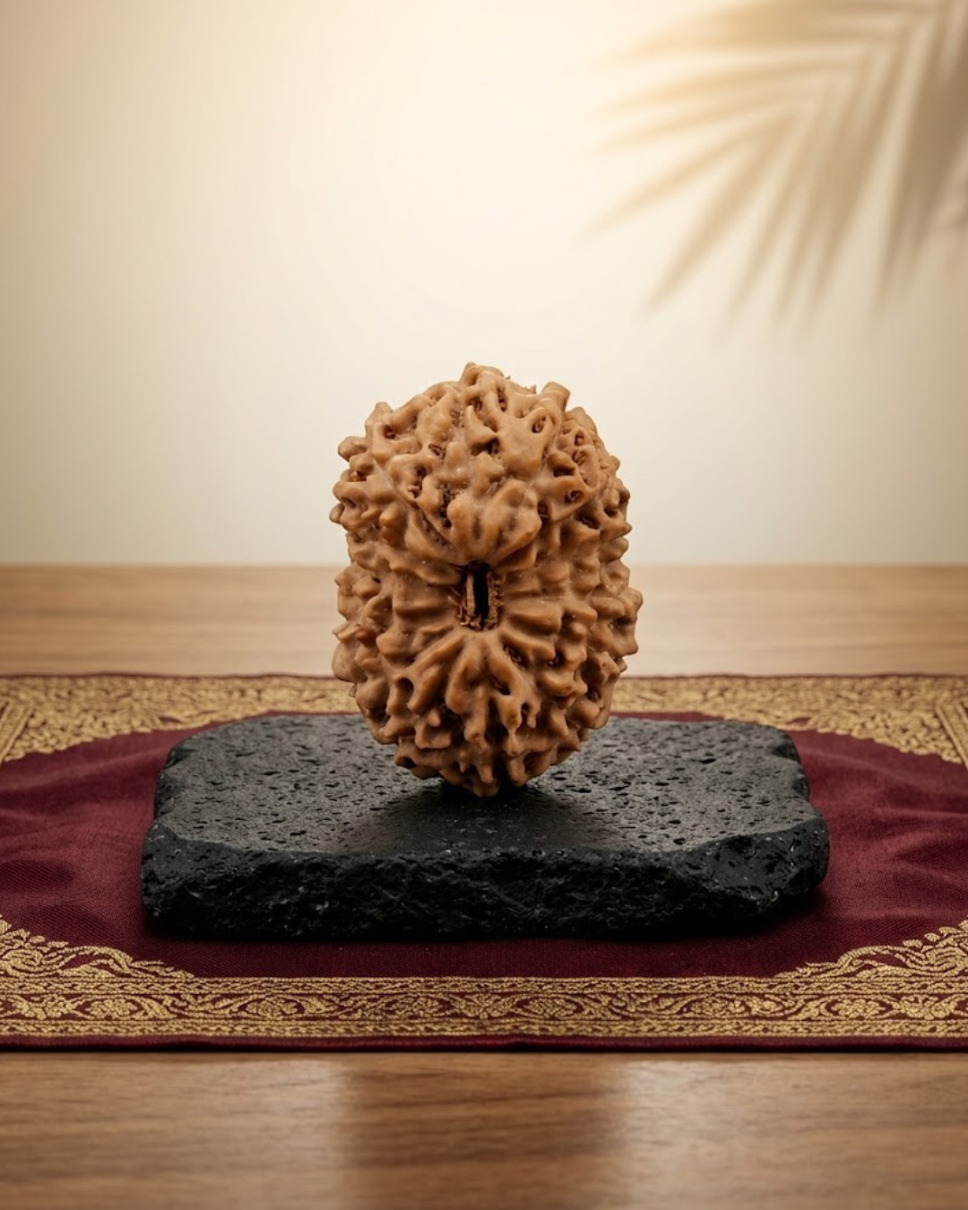 14 Mukhi Rudraksha Java Indonesian 20mm Large Certified