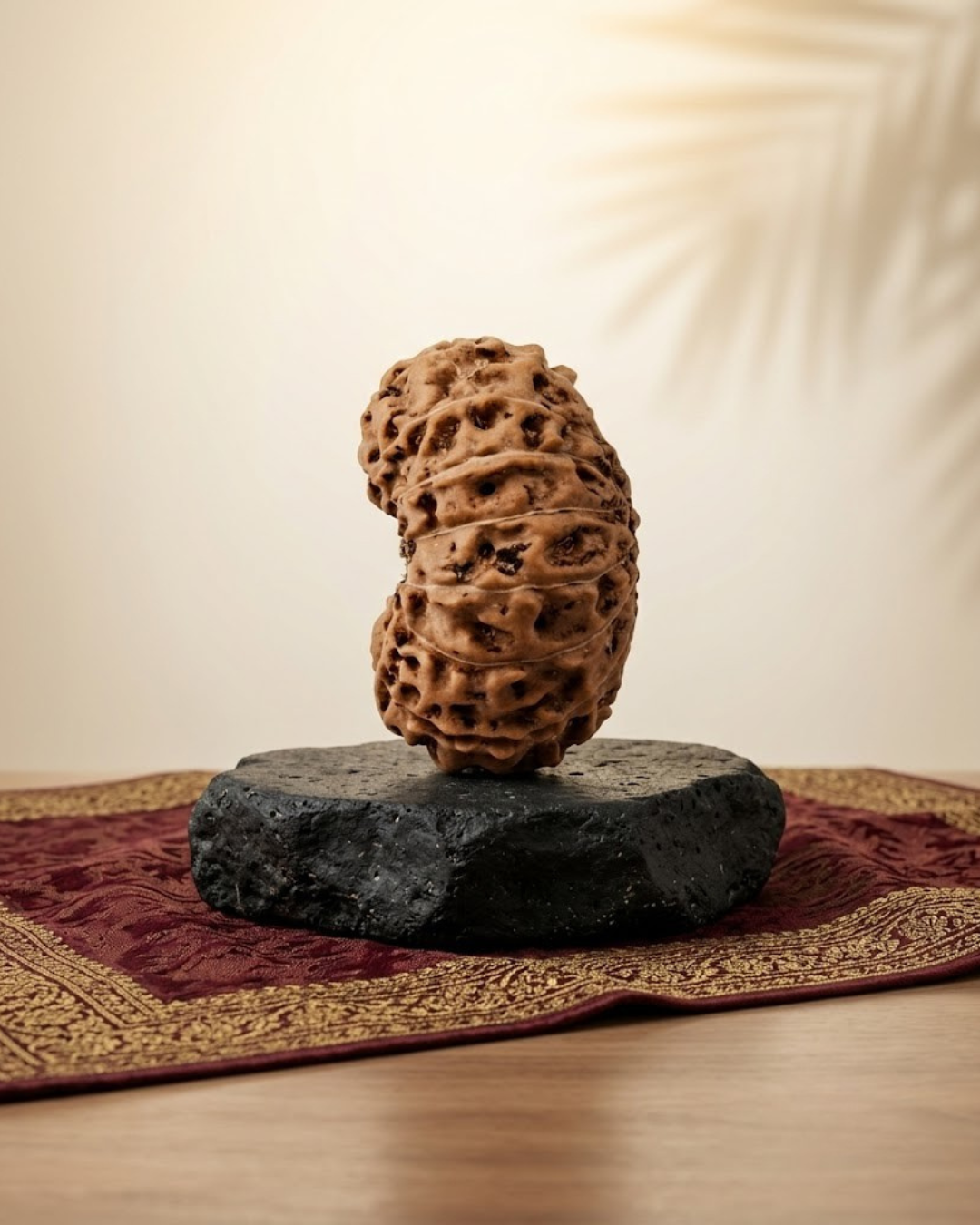14 Mukhi Rudraksha Java Indonesian 23mm Super Collector Certified - ManiMonk