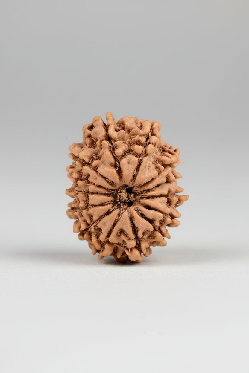 14 Mukhi Rudraksha from Nepal - 25 to 27 mm - Natural Certified Bead for Shiva and Intuition