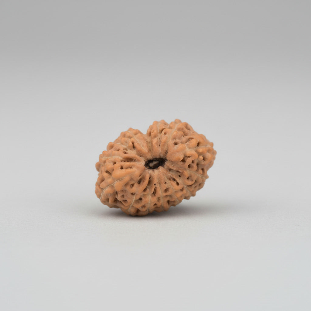 14 Mukhi from Java Indonesia