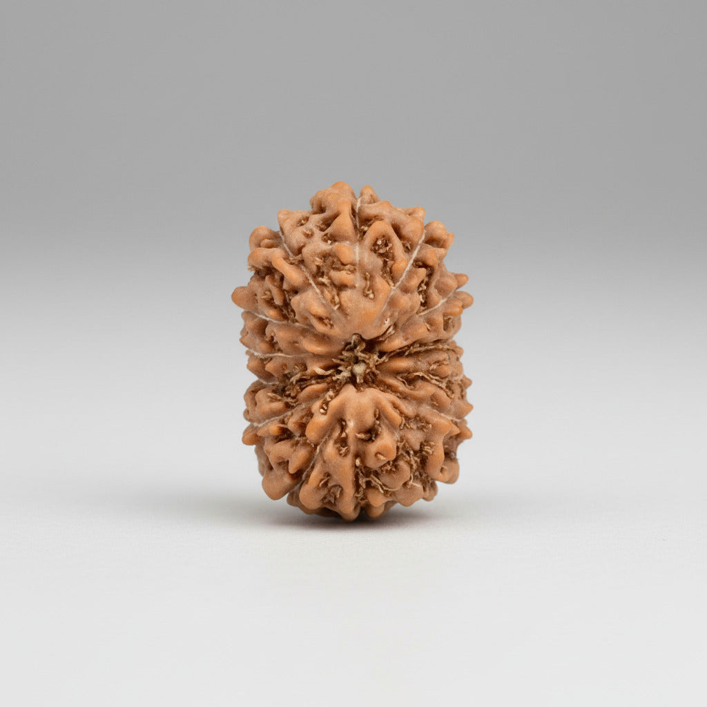 14 Mukhi from Java Indonesia Small