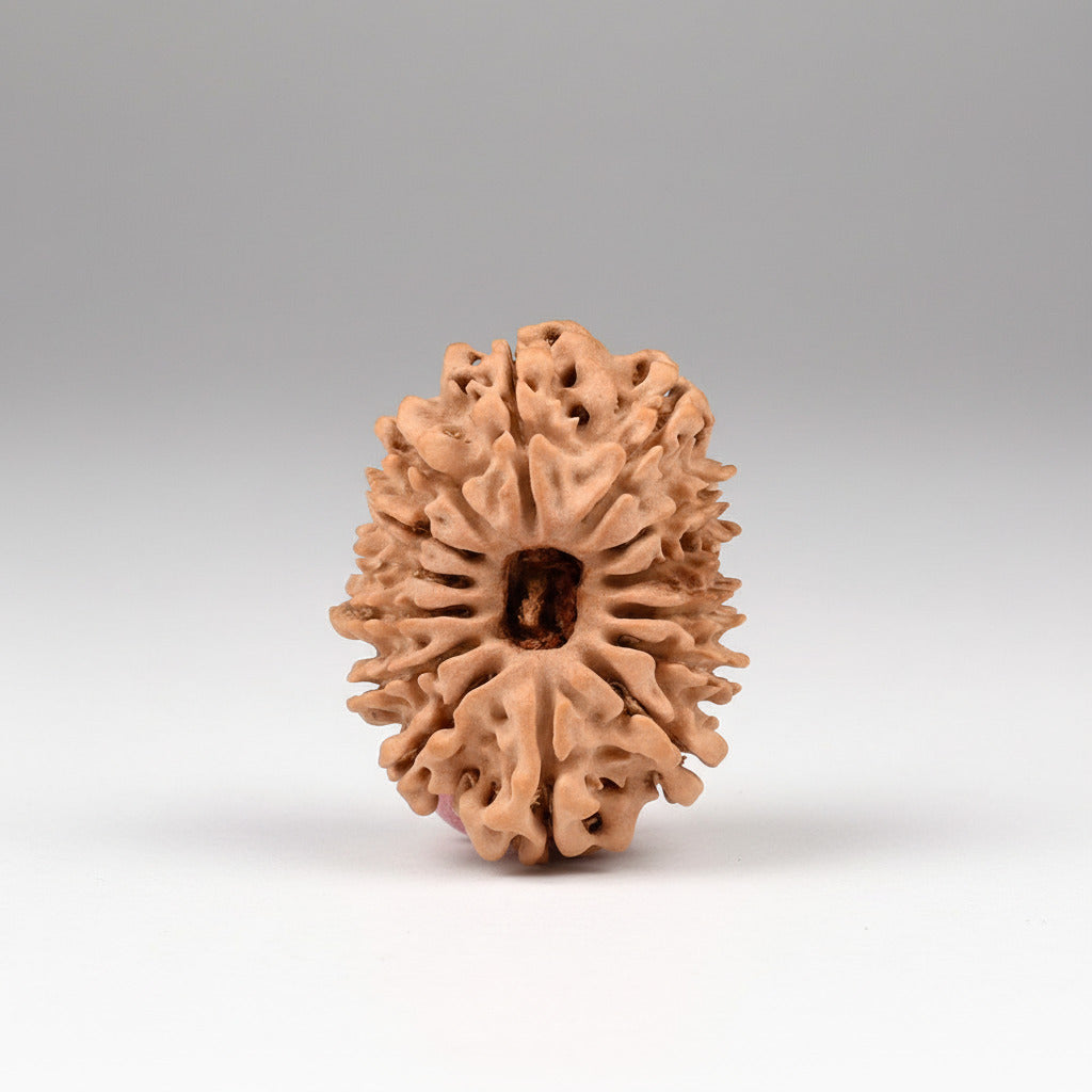 14 Mukhi from Nepal