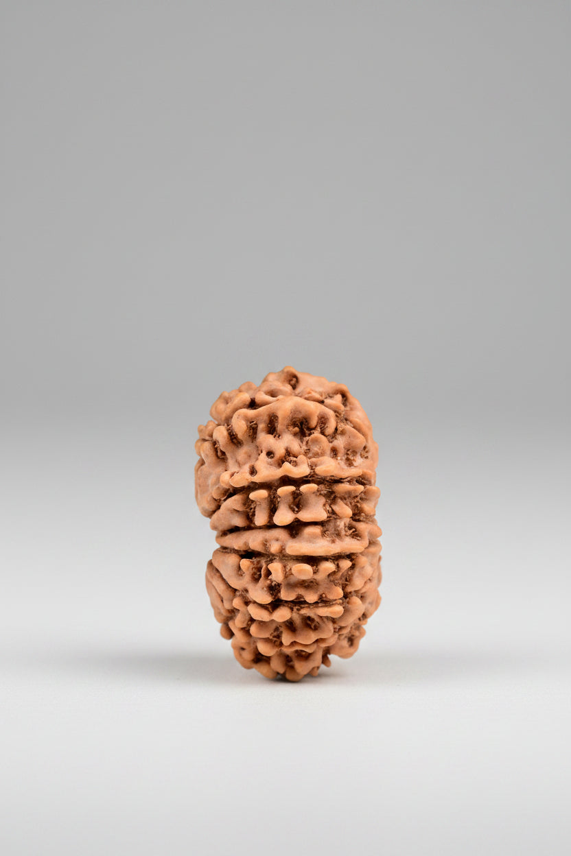 14 Mukhi Rudraksha from Nepal - 25 to 27 mm - Natural Certified Bead for Shiva and Intuition