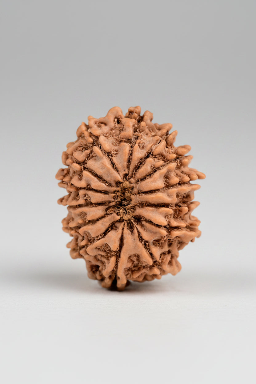 14 Mukhi Rudraksha from Nepal - 25 to 27 mm - Natural Certified Bead for Shiva and Intuition
