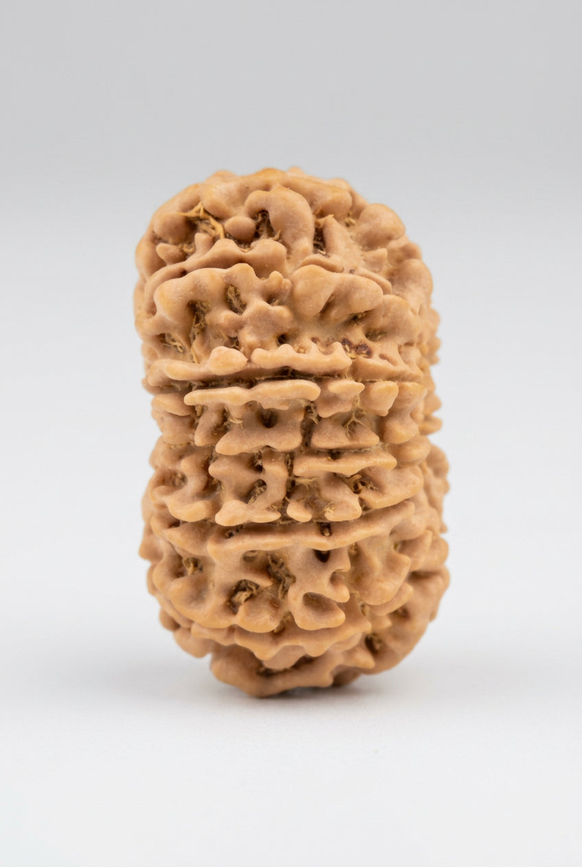 14 Mukhi from Nepal Regular 18 to 20 mm