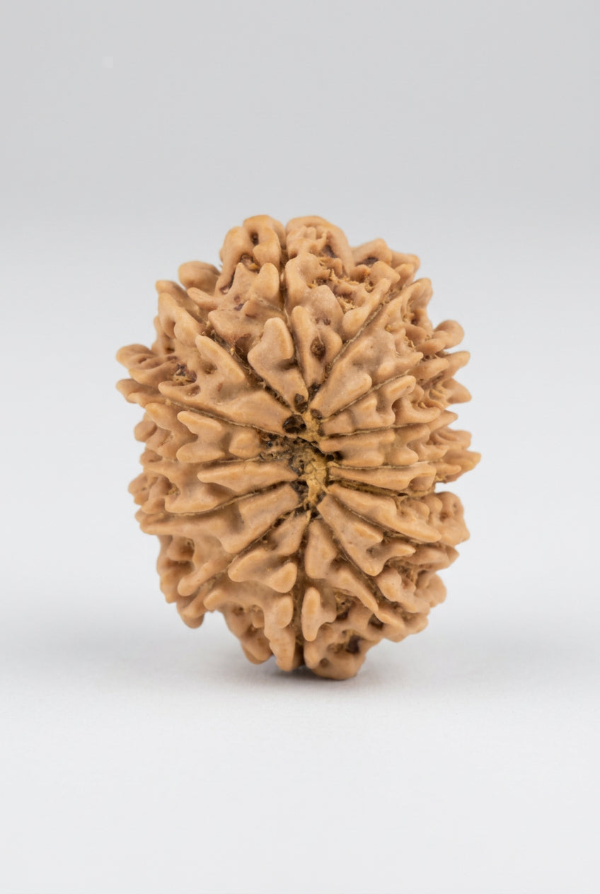 14 Mukhi from Nepal Regular 18 to 20 mm