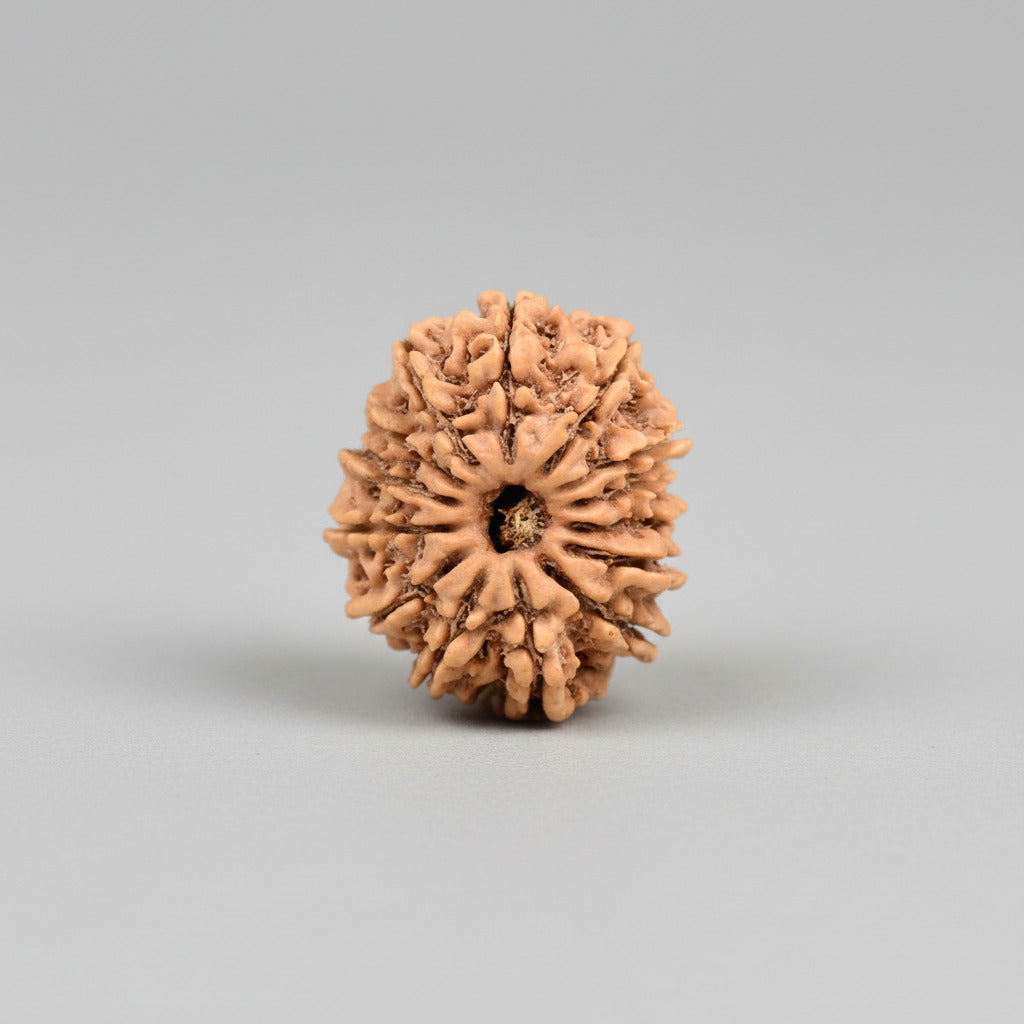14 Mukhi from Nepal Small