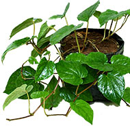 Betel Leaf Plant