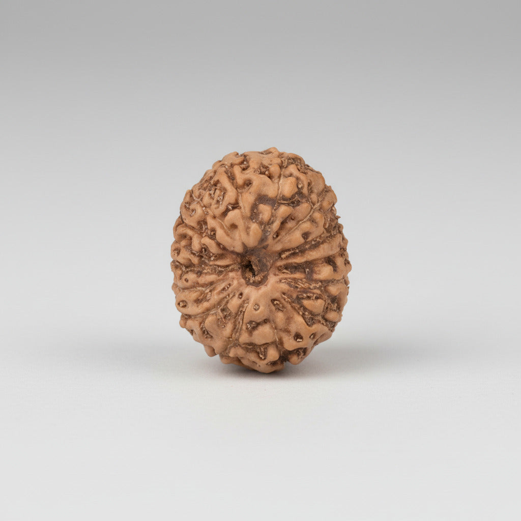 15 Mukhi from Java Indonesia Small