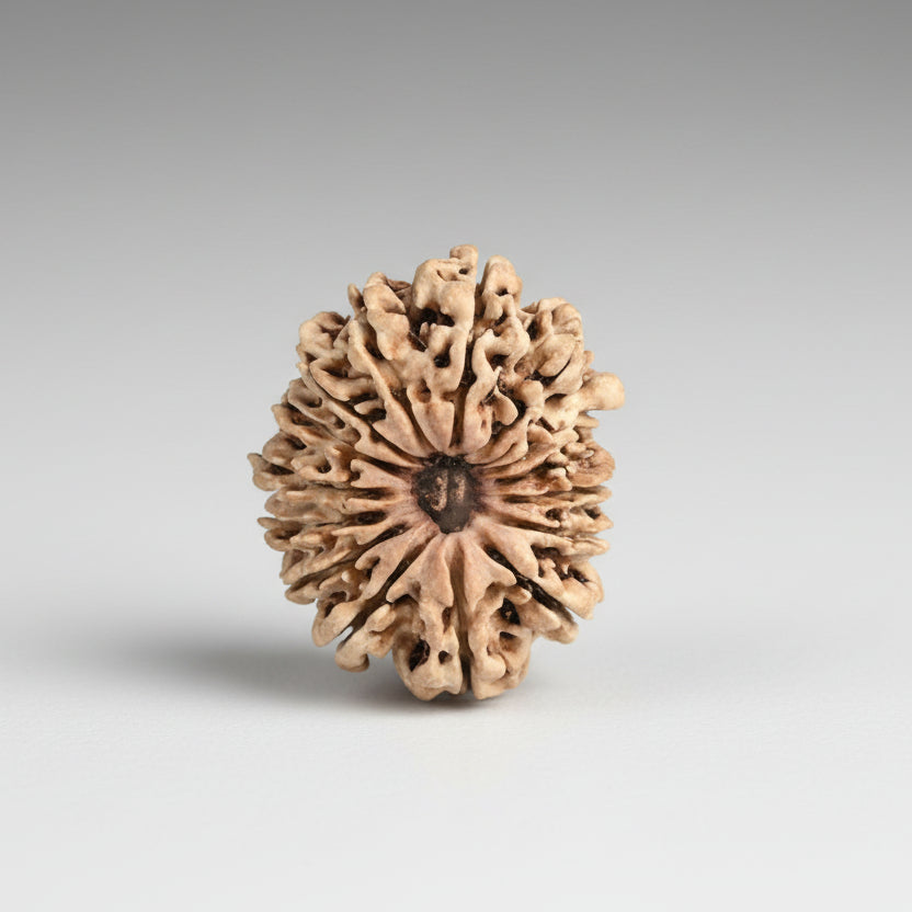 15 Mukhi from Nepal