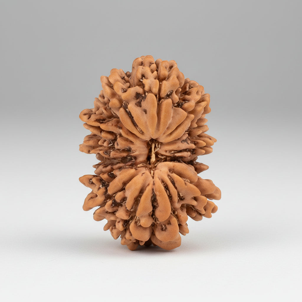 15 Mukhi from Nepal Tiny CXLVIII