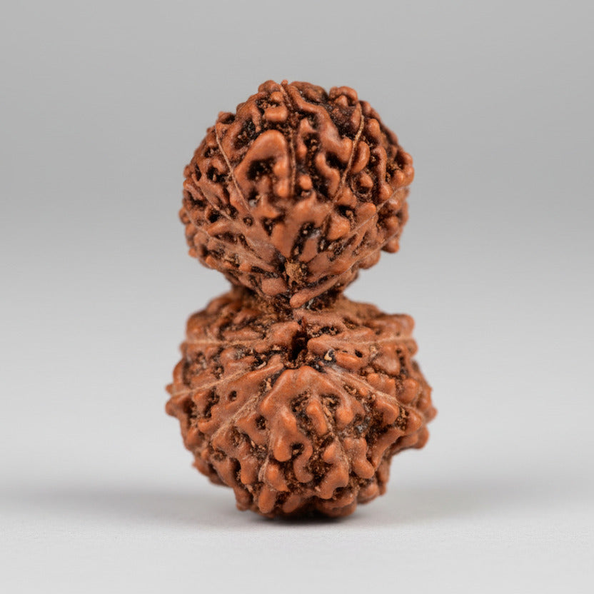 16 Mukhi Gaurishankar Java Indonesia
