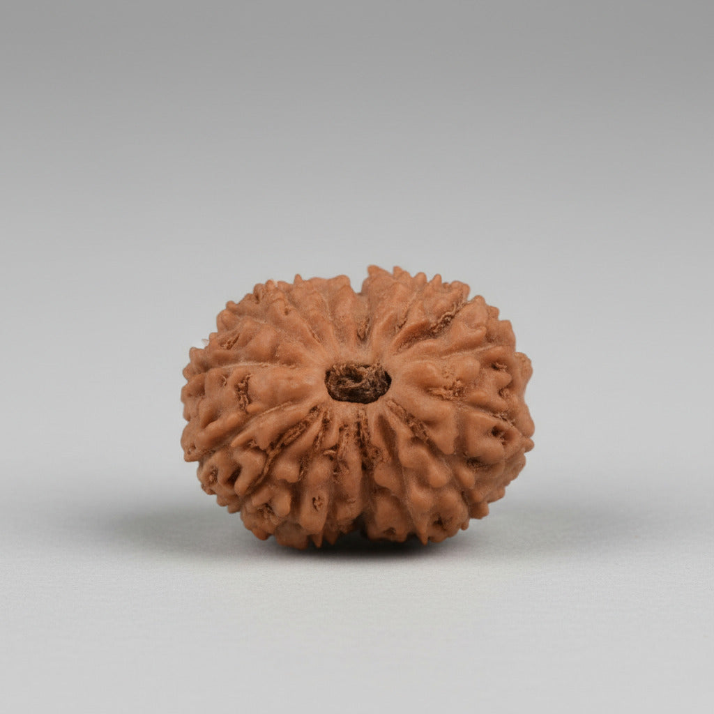 16 Mukhi from Java Indonesia