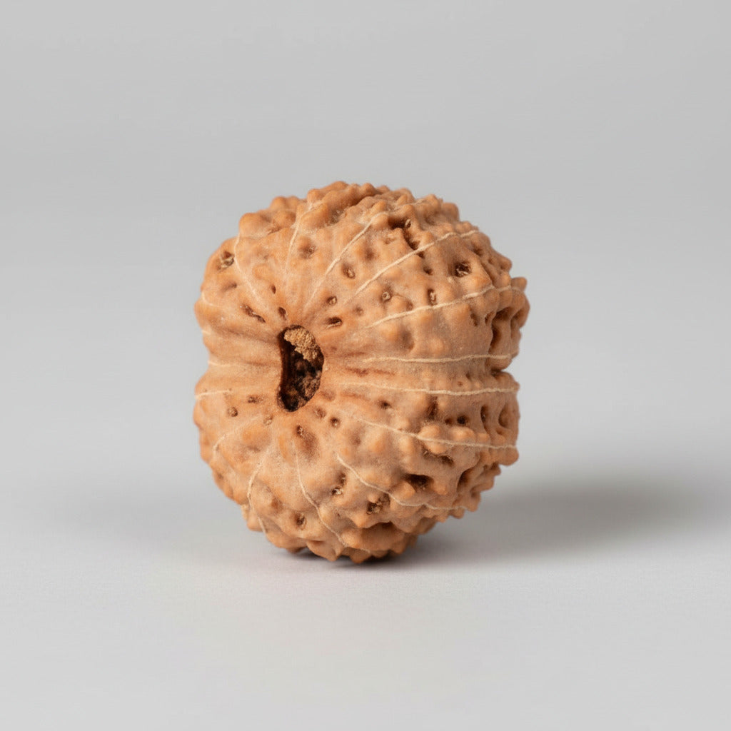 16 Mukhi from Java Indonesia Large