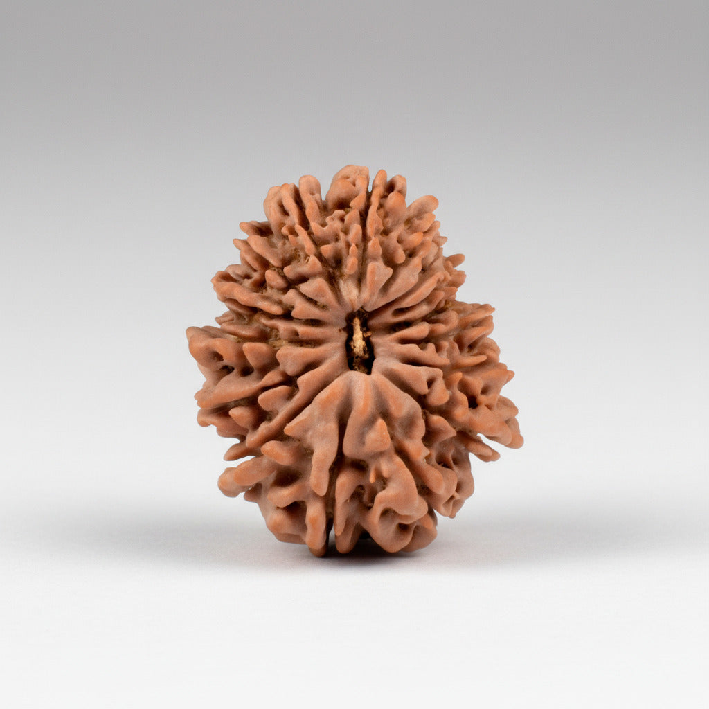 16 Mukhi from Nepal