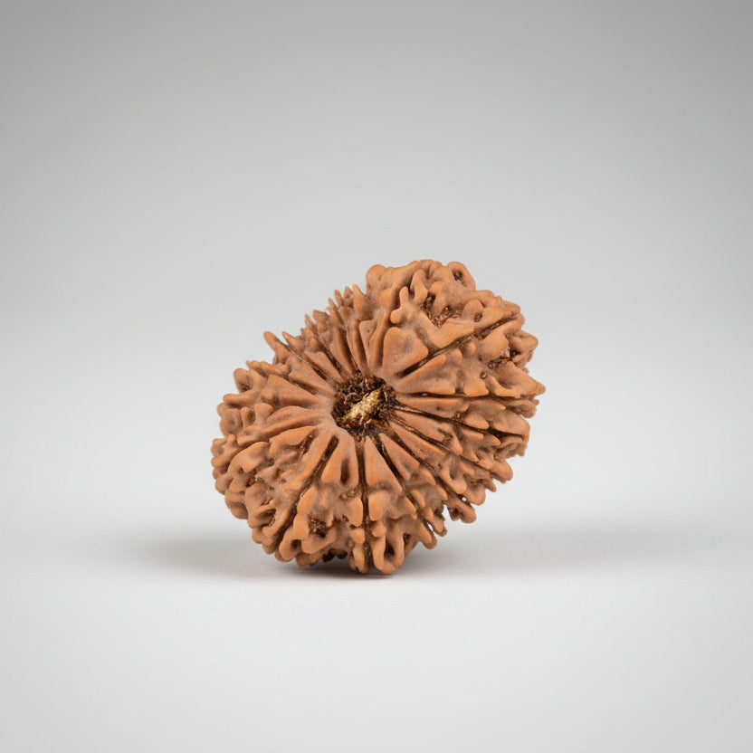 16 Mukhi from Nepal Large