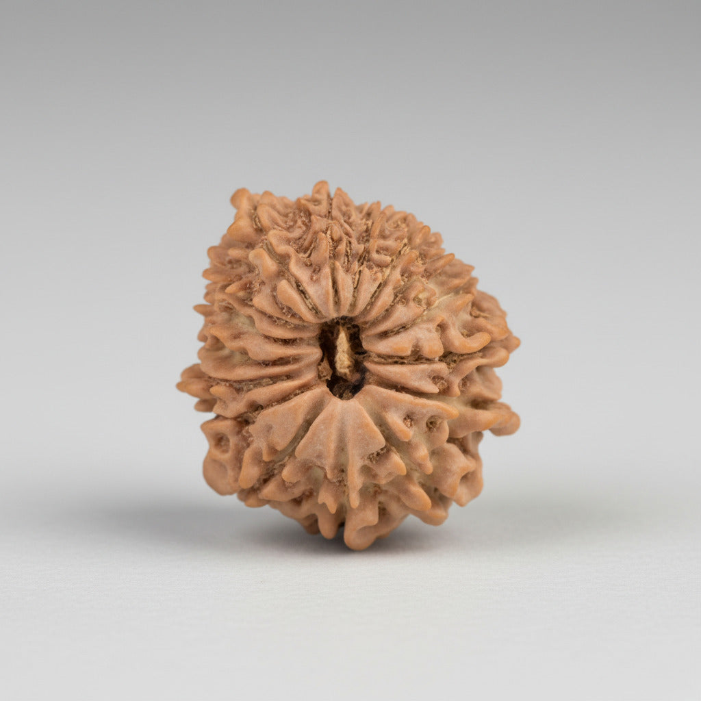 16 Mukhi from Nepal Small