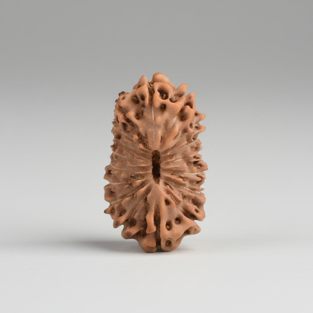 17 Mukhi from Java Indonesia